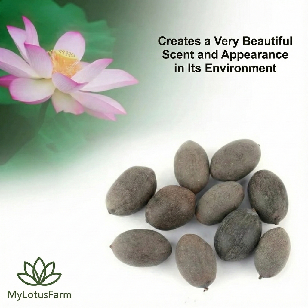 MyLotusFarm® Premium Lotus Seeds