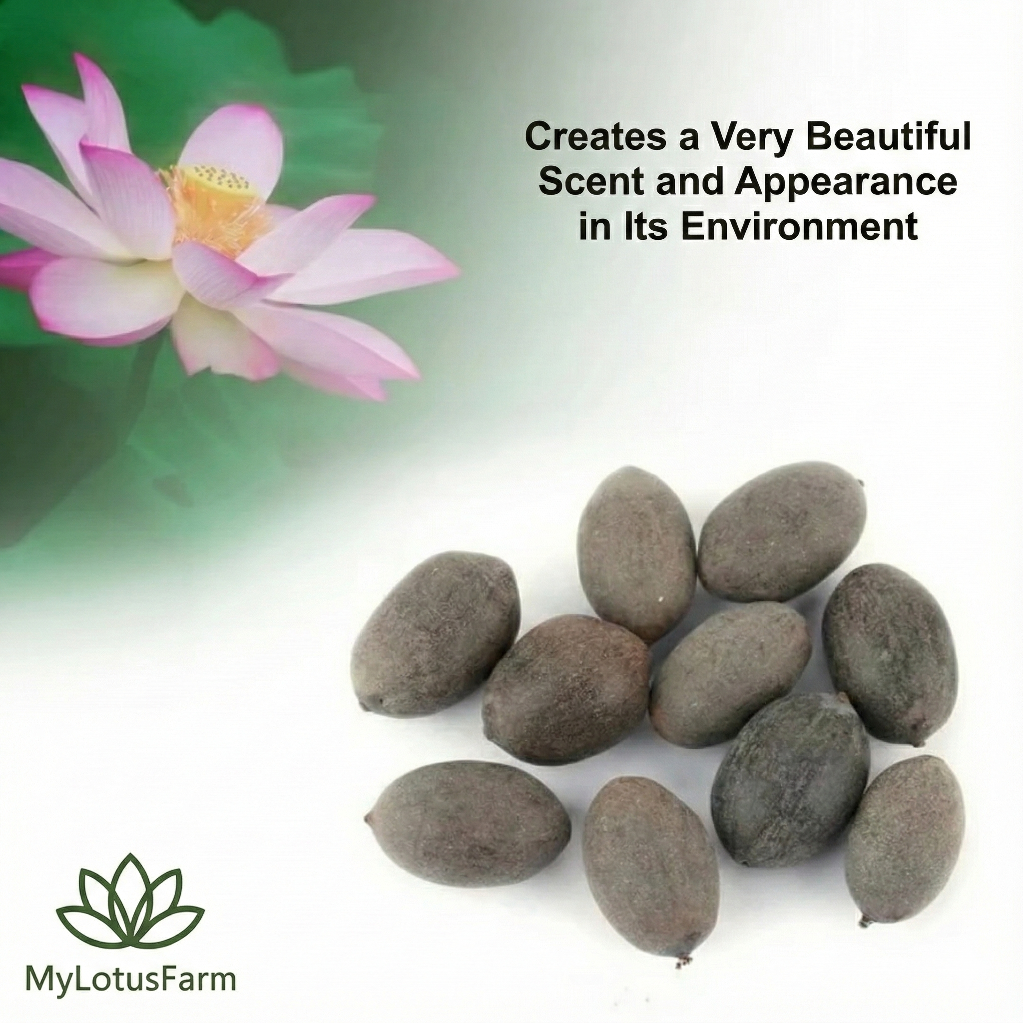 MyLotusFarm® Premium Lotus Seeds